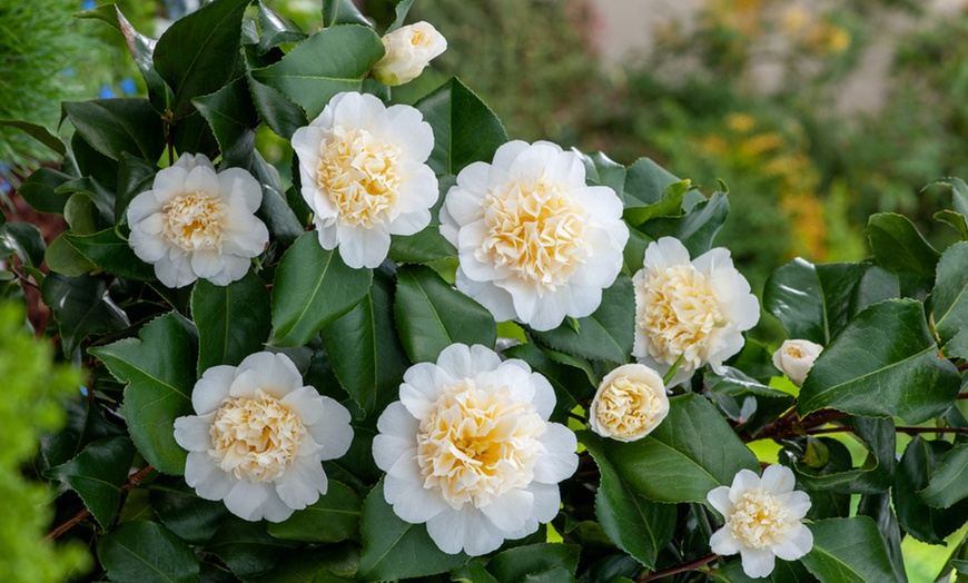 Image 1: 1 ou 2 plantes Camelia Japonica, aussi appelées "Rose japonaise"