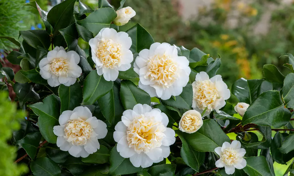 1x oder 2x japanische Rose (Camellia Japonica) - Primary Image