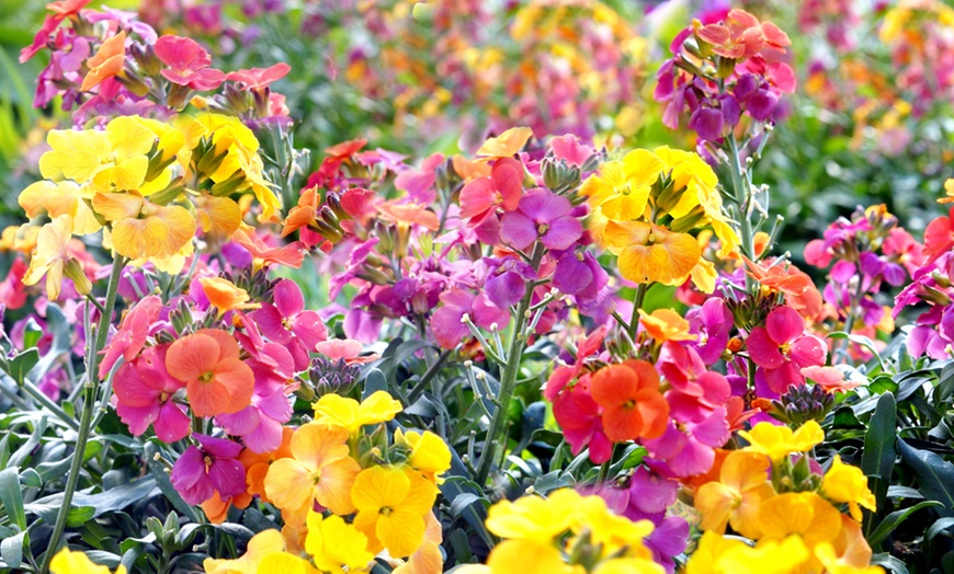 Image 4: 10, 20 or 40 Wallflower Dwarf Scented Mixed Hardy Plants