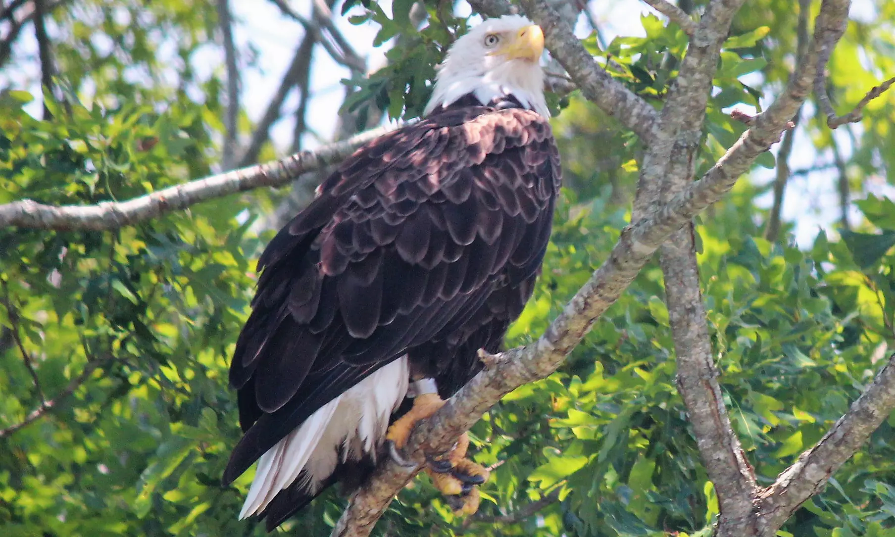Boat Tour Admission for One, Two, or Four from Birding By Boat on the Osprey (Up to 31% Off) - Primary Image