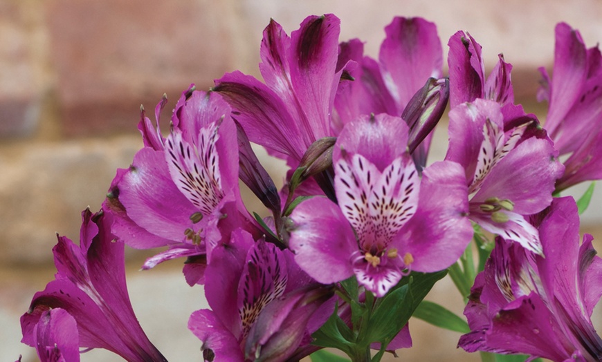 Image 2: One, Three or Six Plants of Lucky Dip Alstroemeria Peruvian Lily Mix