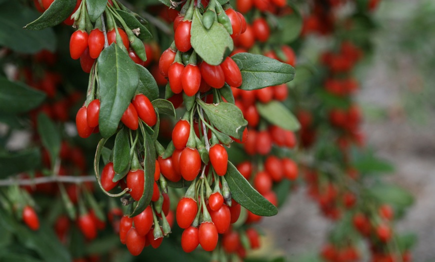 Image 4: Lycium Barbarum Goji Berry Plants