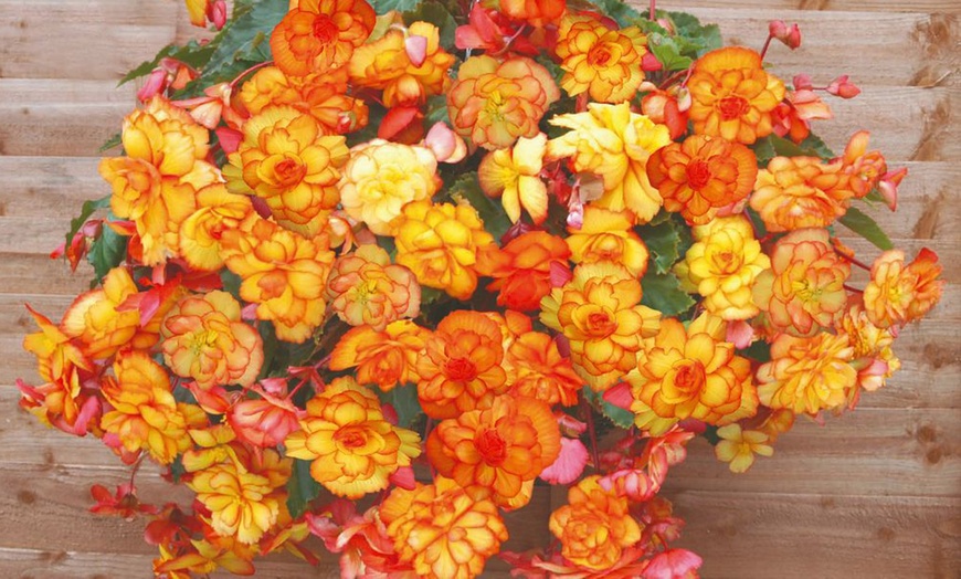 Image 8: Begonia Non Stop Mixed Berries Cream Apricot Shades Cascading Fireball