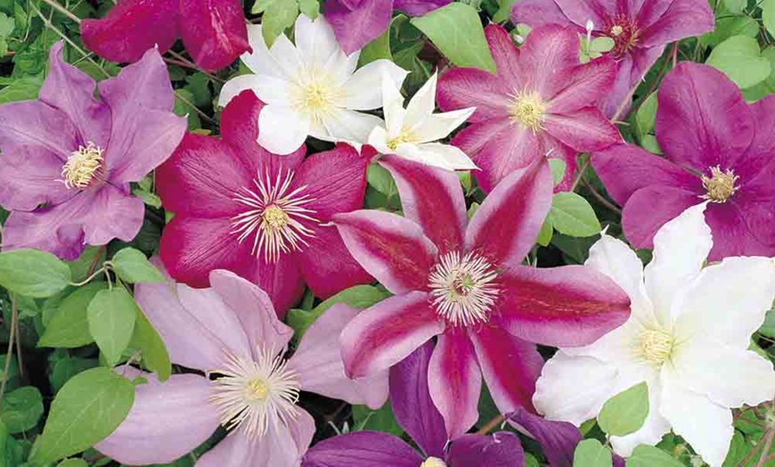 Image 2:  Garden Climber Collection