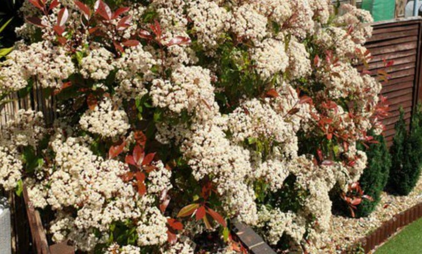 Image 7: Three or Six Evergreen Shrub Trio Potted Plants