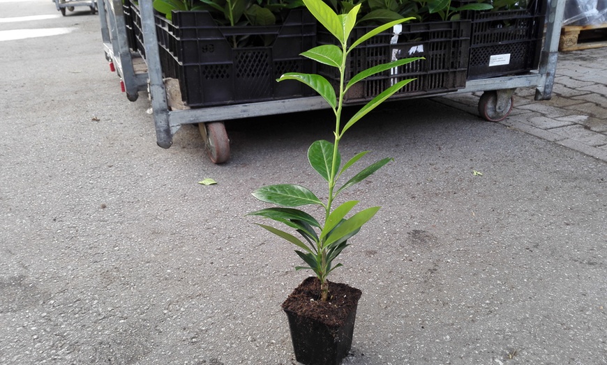 Image 4: 12 Cherry Laurel Hedge Plants