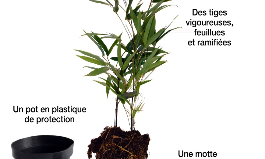 Image 2: Lot de 3 ou 6 bambous traçants Willemse SAS