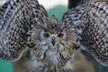 Up to 62% Off on Zoo / Animal Park at Wild Wings Birds Of Prey - Image 4