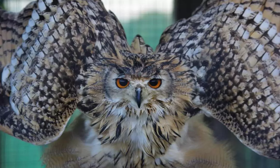 Up to 62% Off on Zoo / Animal Park at Wild Wings Birds Of Prey