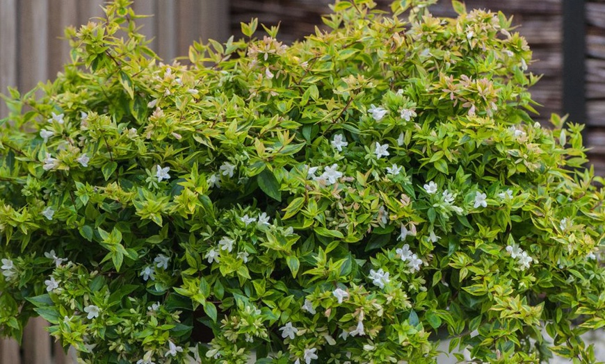 Image 5: Up To Three Fragrant Shrub 'Abelia Kaleidoscope' Plants