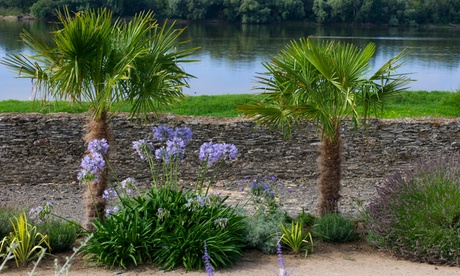 Pianta di palma cinese