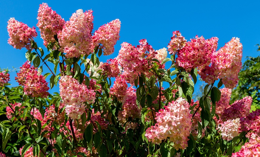 Image 8: One, Two or Three Hydrangea Paniculata Vanilla Fraise Potted Plants