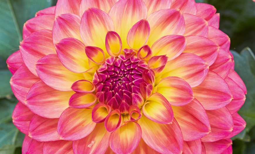 Image 4: Three Dahlia Lubega Power Tropical Punch