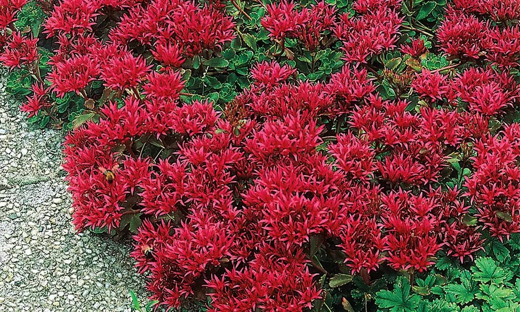 Red Creeping Sedum Plants (6-Pack) - Primary Image