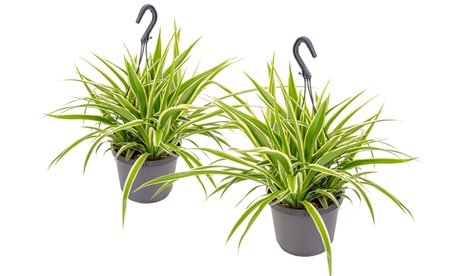 1 o 2 piante di Chlorophytum Variegatum Spider Plant