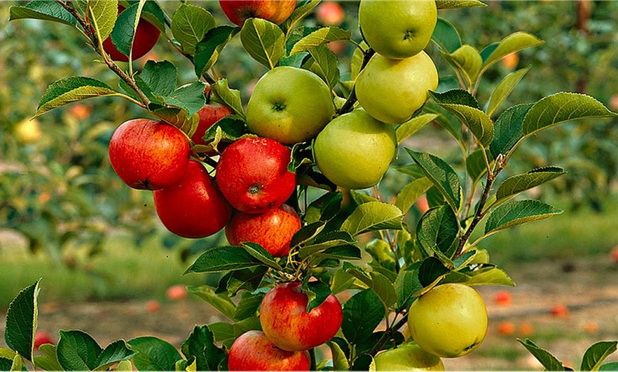 Image 2: Multi-Variety Fruit Tree