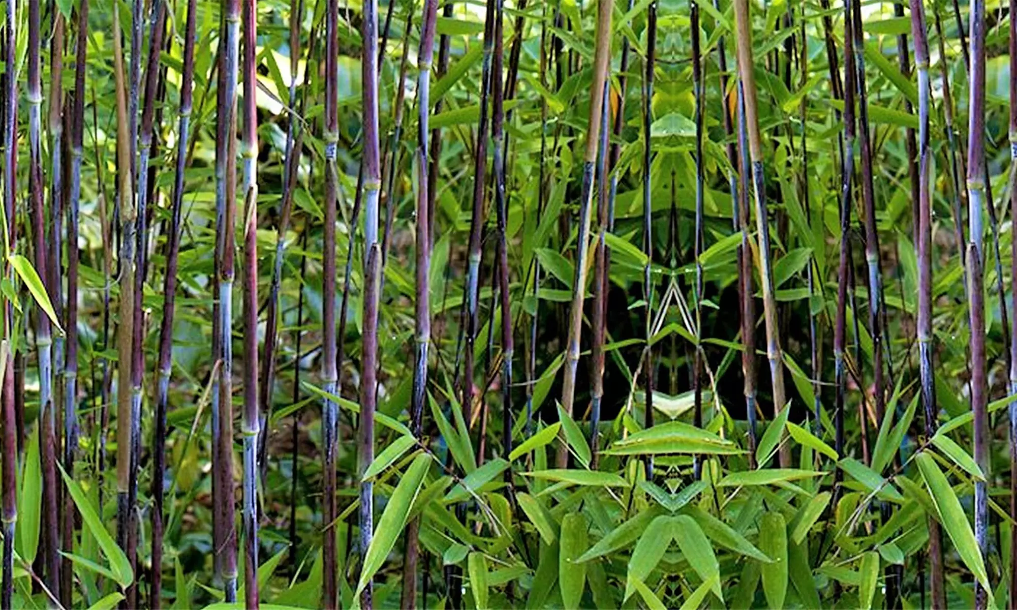 Lot de 2, 4 ou 6 bambous 'Fargesia nitida gansu' - Primary Image