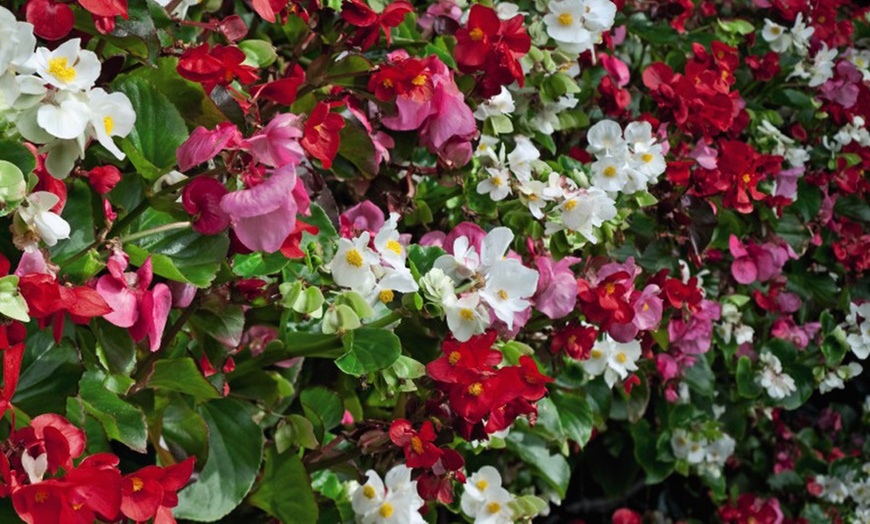 Image 5: 36 or 72 Begonia Giant Lotto Mixed Plants