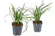 1 ou 2 lots de 2 herbe de lys Liriope muscari "Moneymaker", en pots - Second Medium