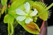 Venus Fly Trap Houseplant – 1 or 3 Potted Plants - Image 6