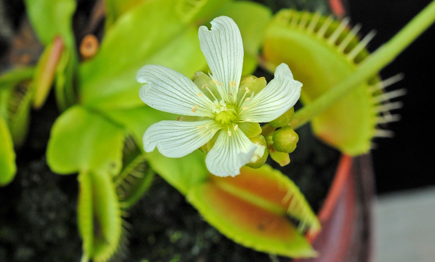 Image 6: Venus Fly Trap Houseplant – 1 or 3 Potted Plants