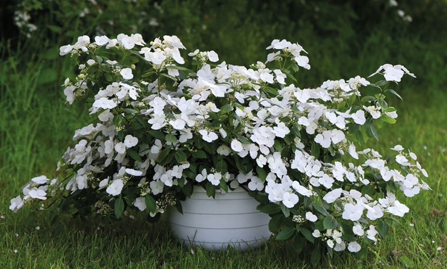 Image 2: Hydrangea Hybrid Runaway Bride