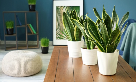 Set di 2 o 4 piante Sansevierias tropicali, con spedizione gratuita