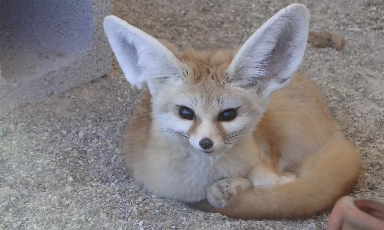 Parc Zoologique de Fréjus : au cœur de la biodiversité méditerranéenne