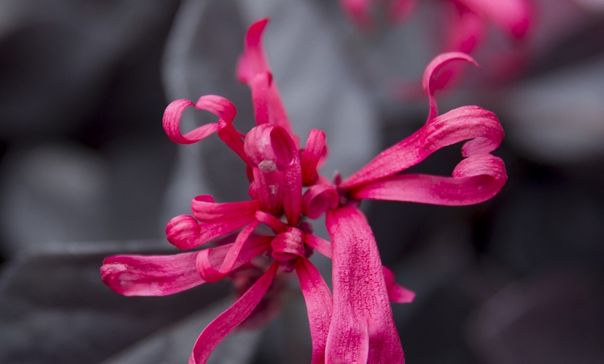 Image 3: Loropetalum Ever Red Plant