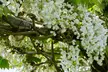 2 plants de 'Wisteria floribunda Longissima Alba' 60-70 cm, livrés en pot - Image 2