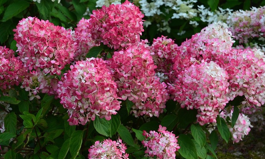 Image 2: 3 ou 6 hortensias "Pink Diamond"