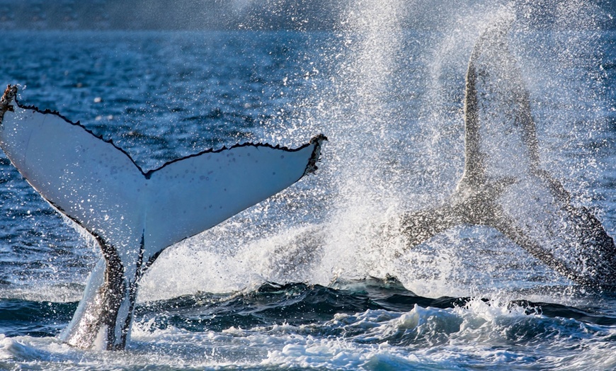 Image 4: Join Captain Dean Aboard Barefoot Blue for Whale Watching!