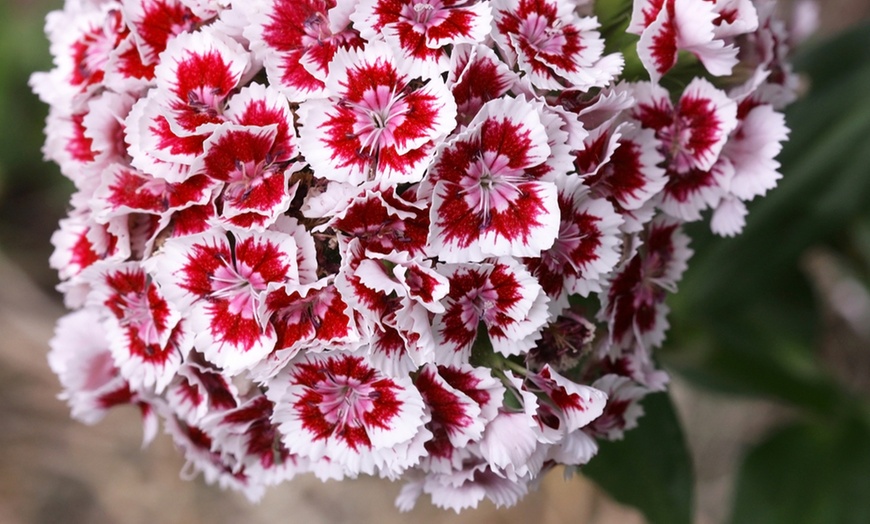 Image 3: Garden-Ready Dianthus Plants