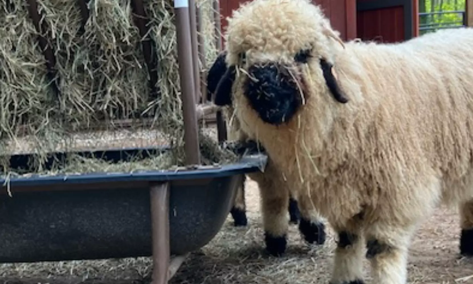 Experience One Hour Petting Animals & Farm Tour for One, Two, or Four