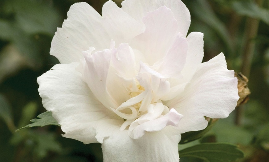 Image 3: One, 3, 6 or 9 Bare Root Hibiscus