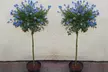 Two Standard Evergreen Ceanothus Trees with Optional Planters - Second Medium