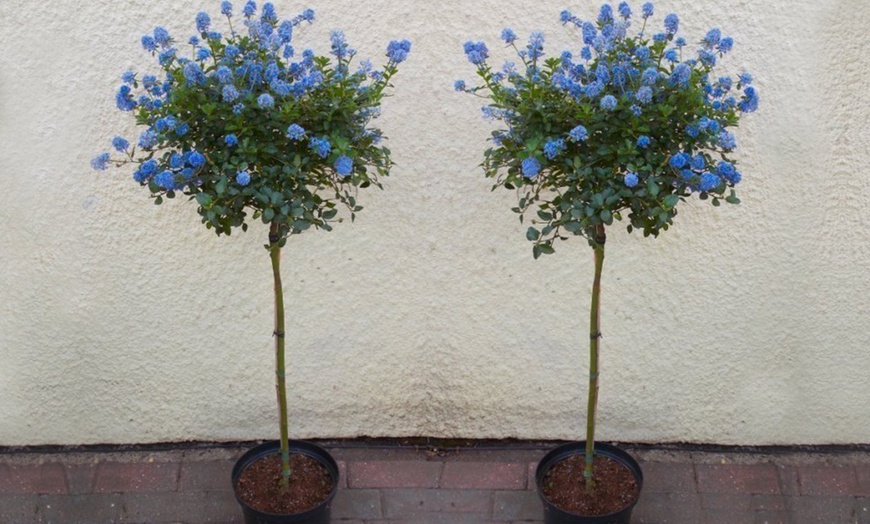 Image 2: Two Standard Ceanothus Trees