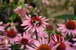 Echinacea 'Nectar Pink' - 12 or 24 Plants - Image 2