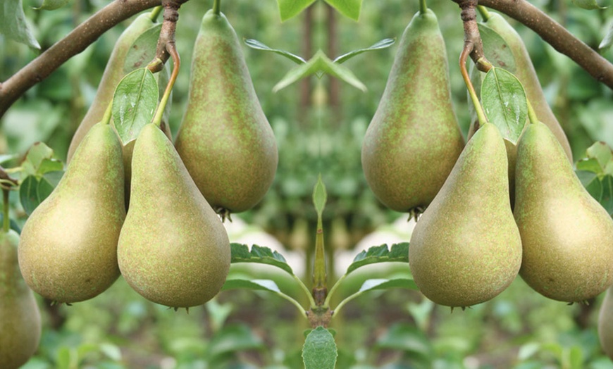 Image 13: Three Mini Fruit Tree Collection Potted Plants