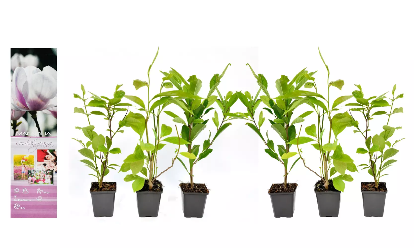 3x oder 6x Magnolien