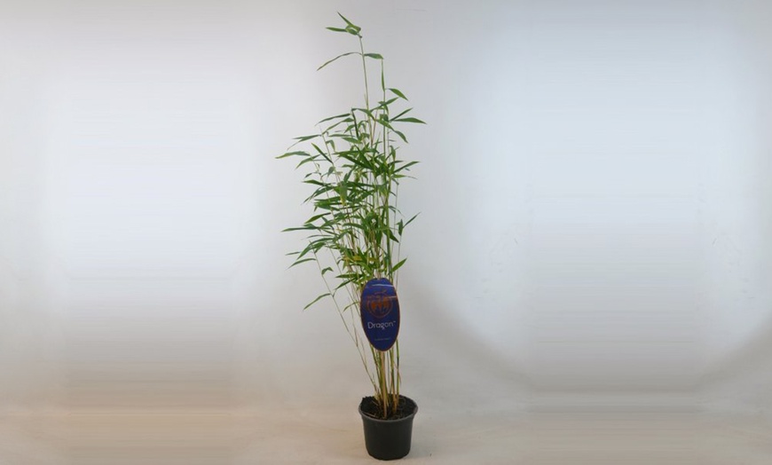 Image 5: Clumping Blue Bamboo Plant