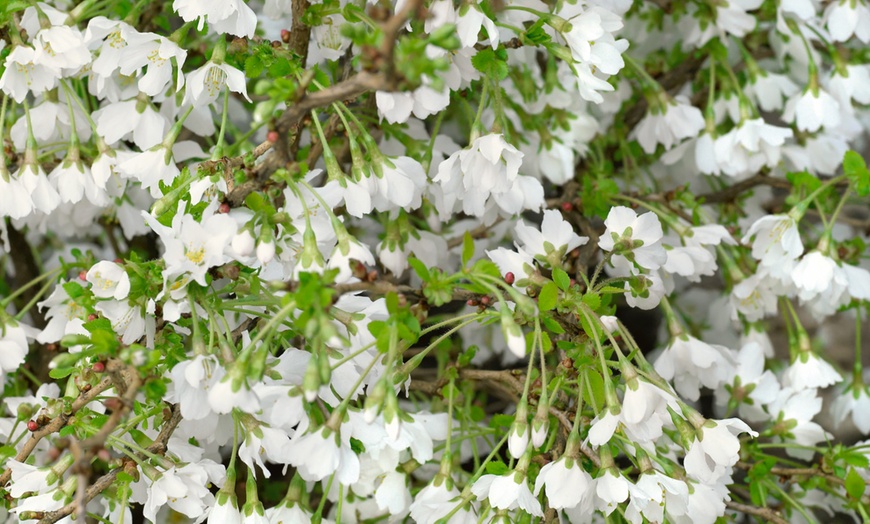 Image 1: Dwarf Japanese Flowering Cherry
