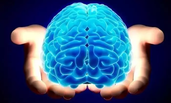 Formation en neurosciences avec Meformer