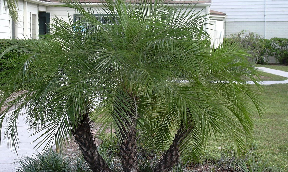 Palmera datilera enana