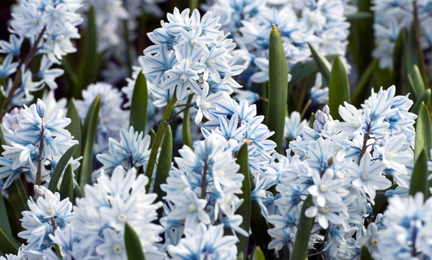 Image 2: 60 or 120 Puschkinia Libanotica Spring Flowering Bulbs