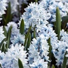 Image 2: 60 or 120 Puschkinia Libanotica Spring Flowering Bulbs