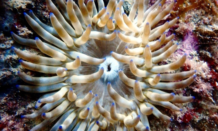 Image 2: Snorkelling con biología marina