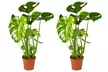 1 of 2 Monstera Deliciosa Gatenplanten van 50-60 cm of 70-80 cm voor binnen - Image 4