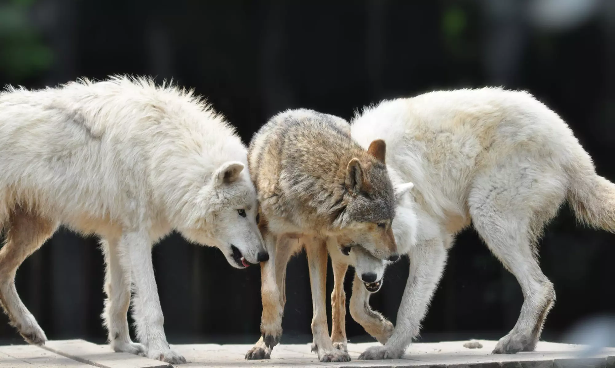 Enjoy Weekday, or Weekend Entry at Hoo Zoo and Dinosaur World