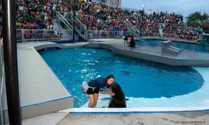 New York Aquarium Admission for One Child or Adult